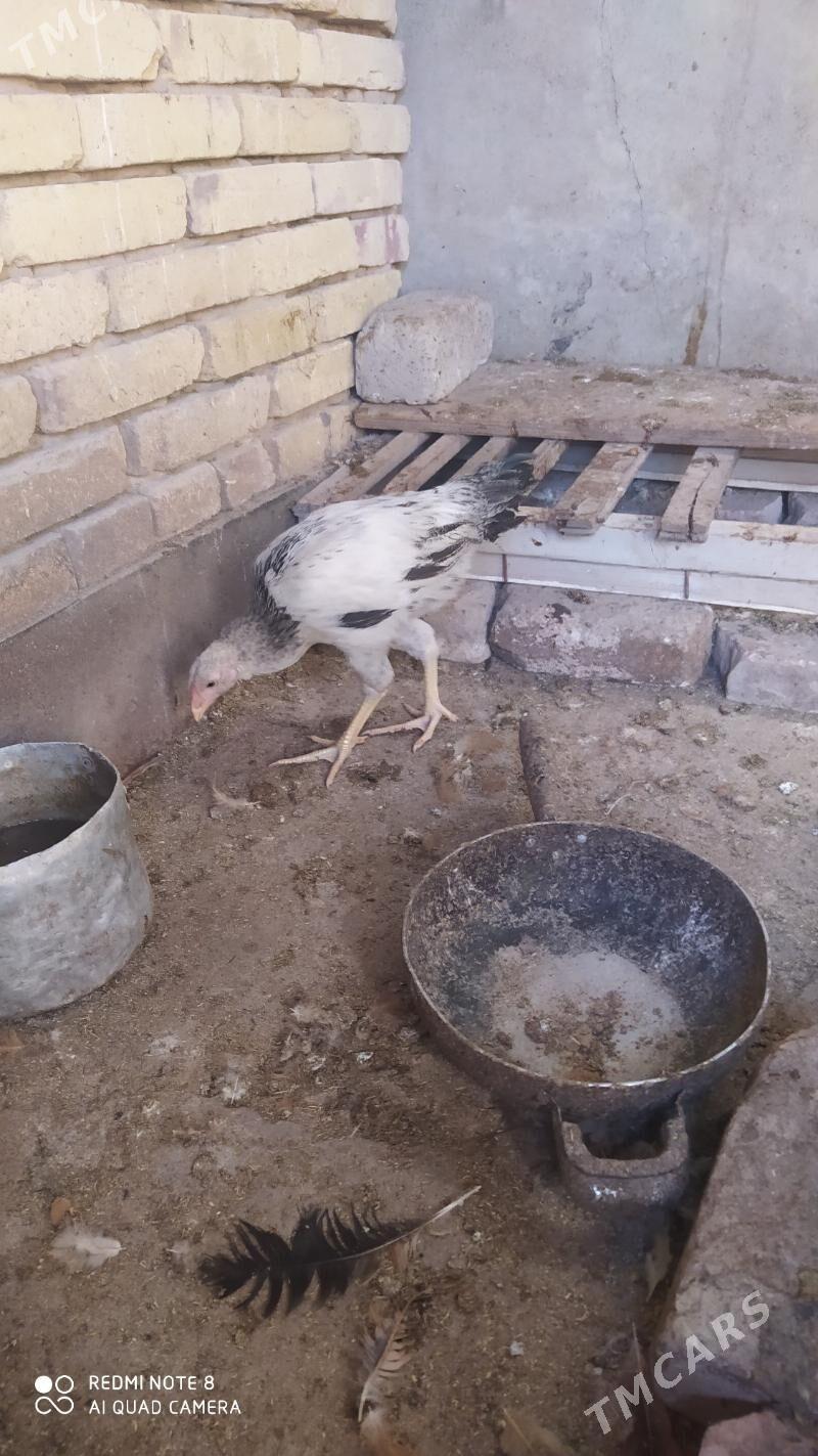 Baýes horaz - Tejen - img 6