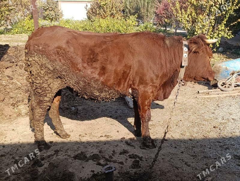 okuz - Bagyr - img 2