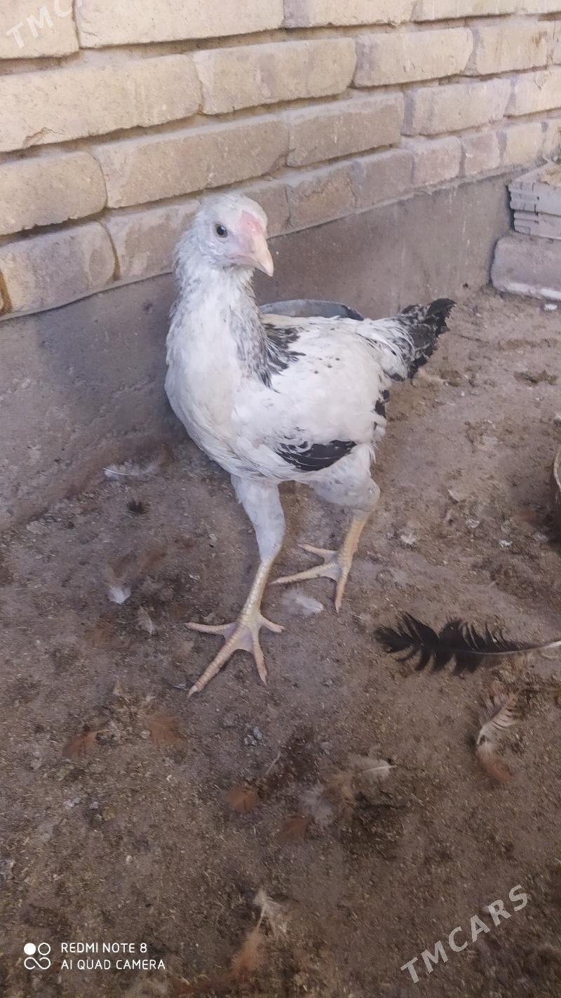 Baýes horaz - Tejen - img 9