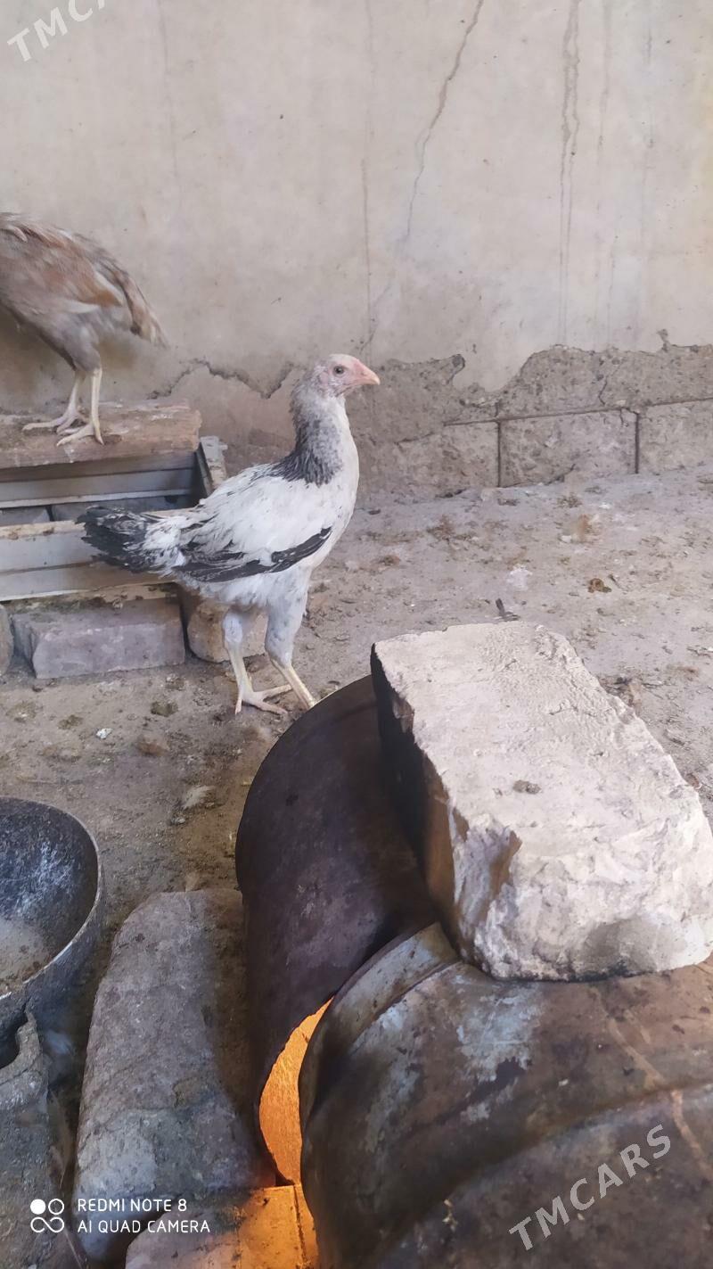 Baýes horaz - Tejen - img 7