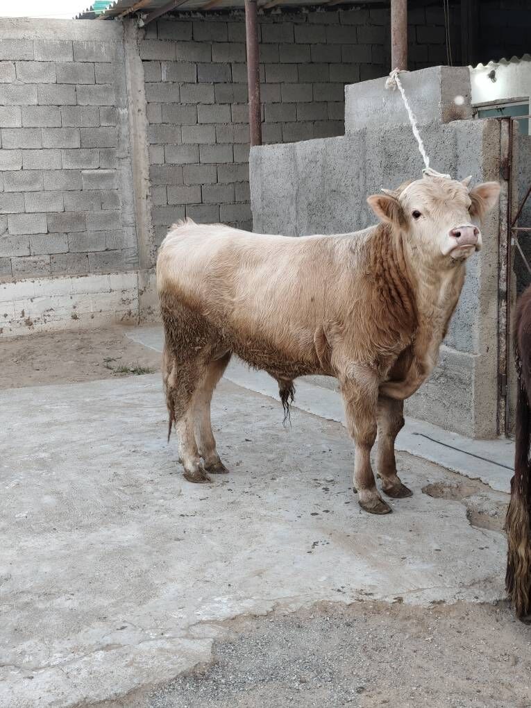 OKZ ŞORLE - Änew - img 2