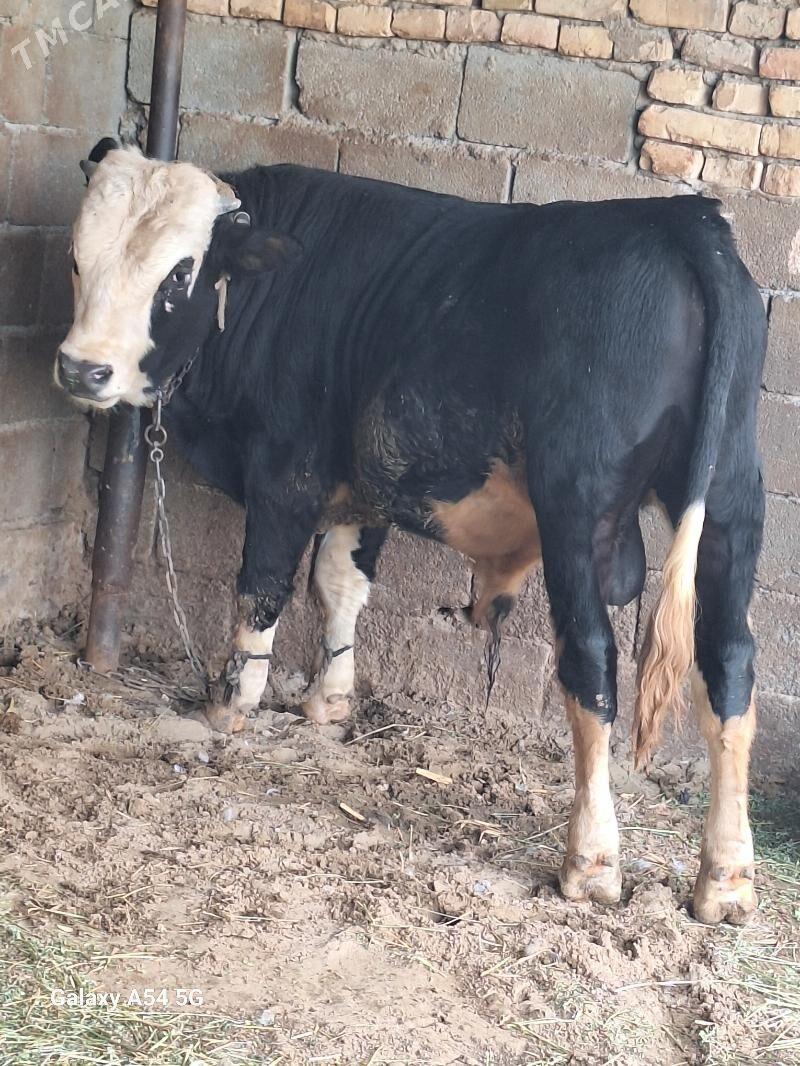 okuz - Gökdepe - img 2