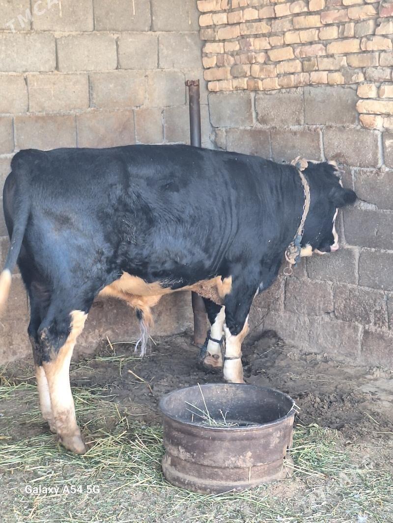 okuz - Gökdepe - img 5