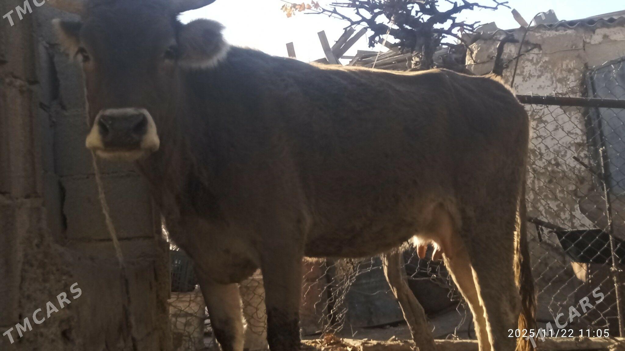 sygyr,tuwe - Bäherden - img 2