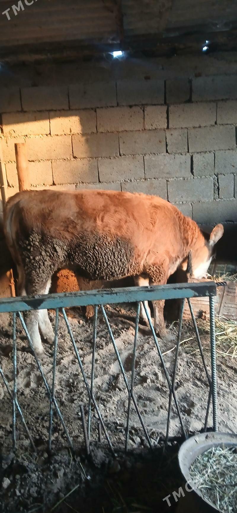 gole tűwe - Гёкдепе - img 1