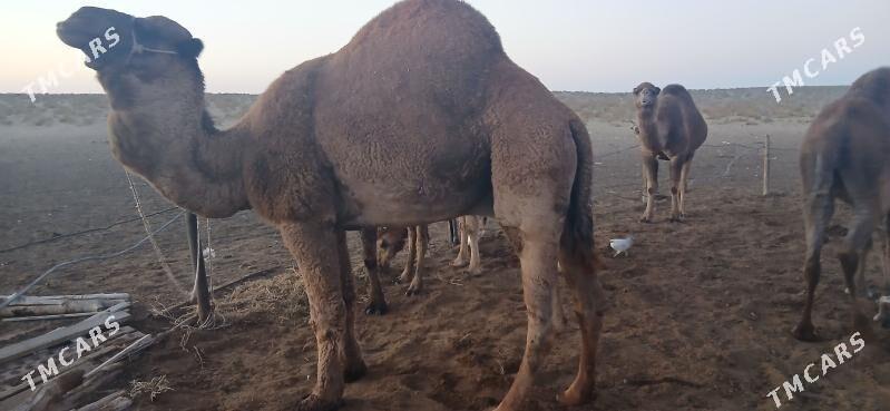 erkek duye - Türkmenbaşy - img 2