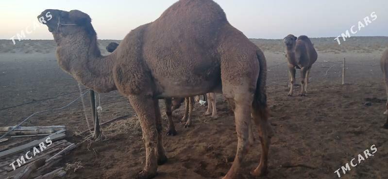 erkek duye - Türkmenbaşy - img 1