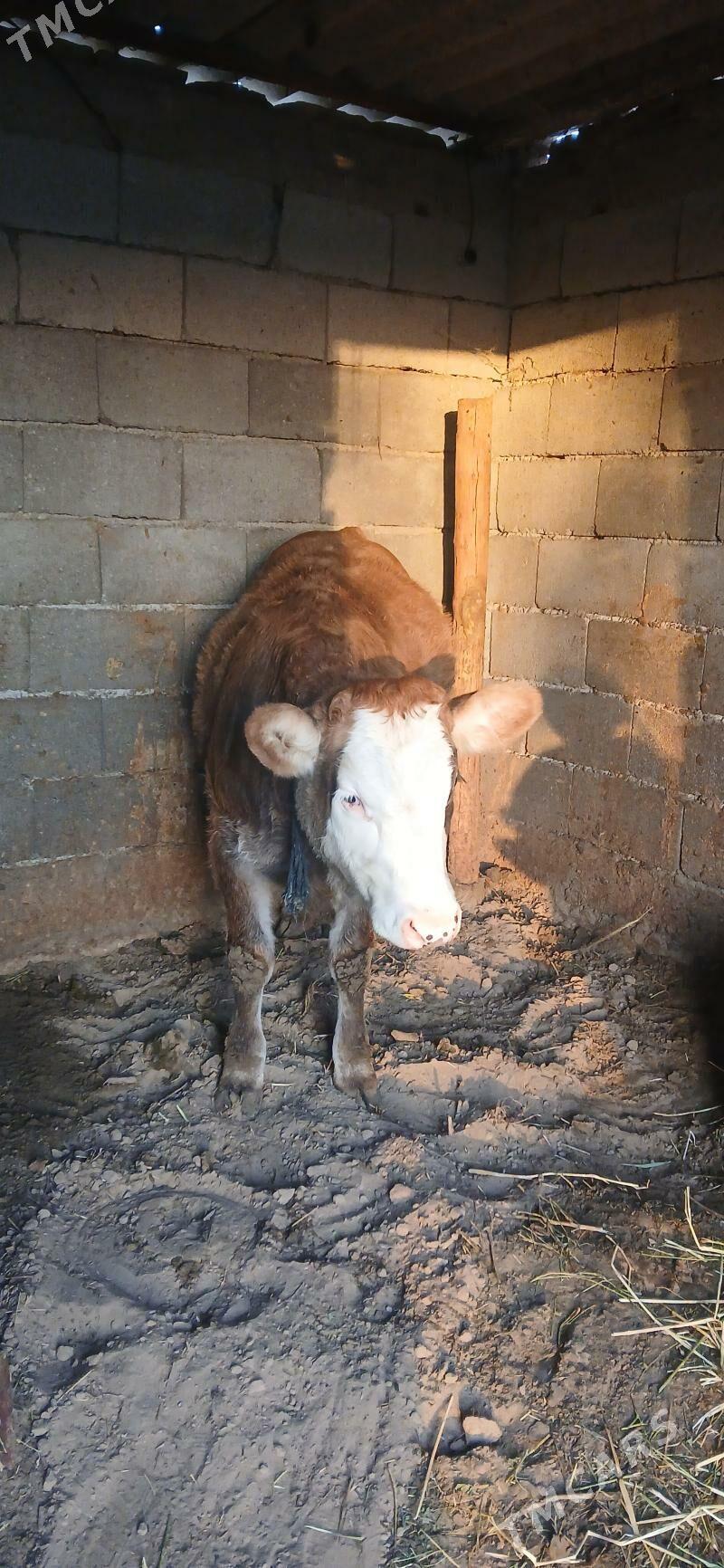 gole tűwe - Гёкдепе - img 3