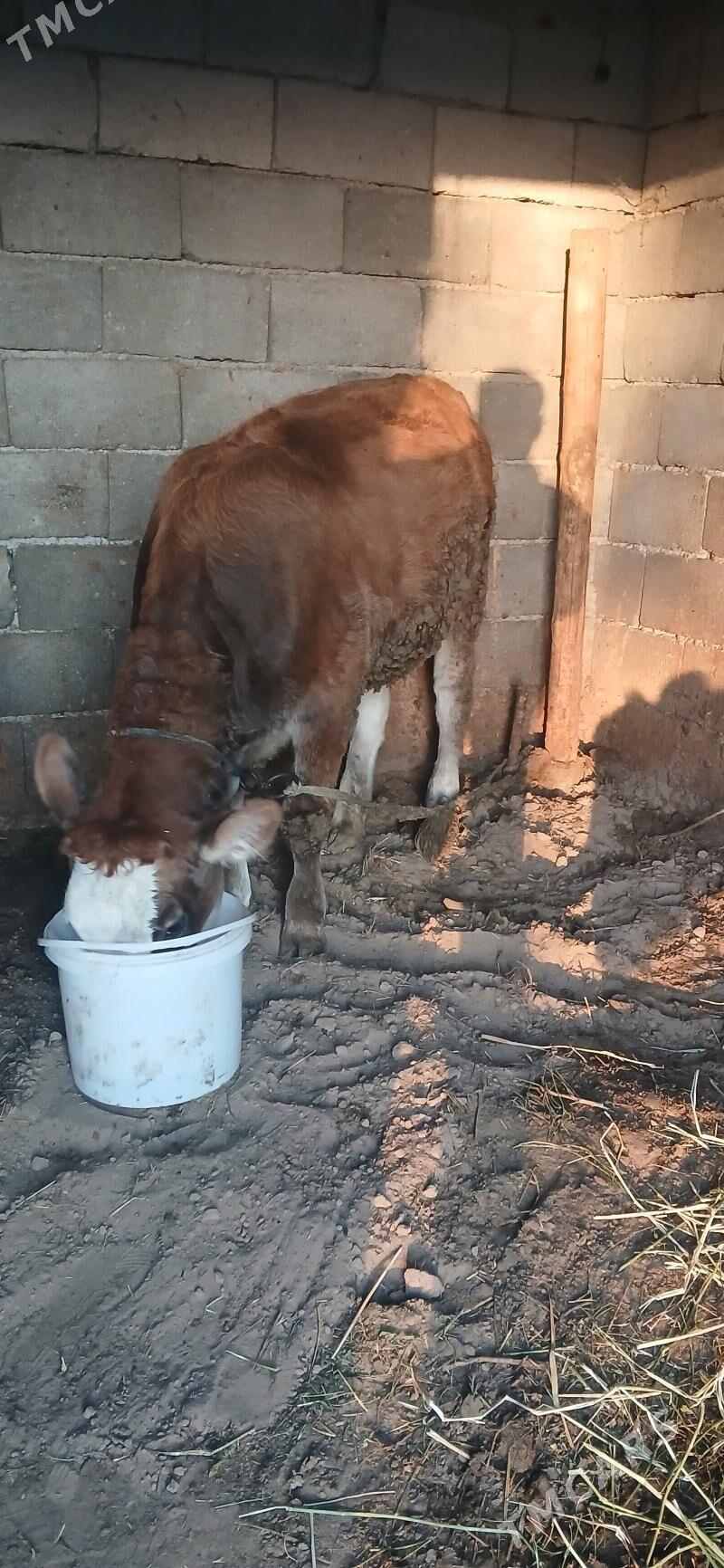 gole tűwe - Гёкдепе - img 4