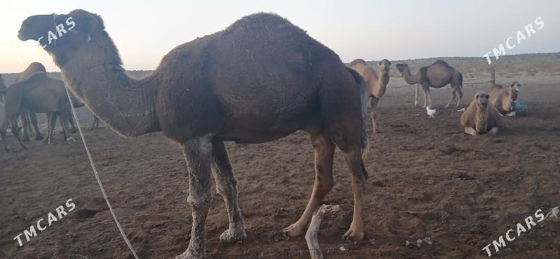 erkek duye - Türkmenbaşy - img 1