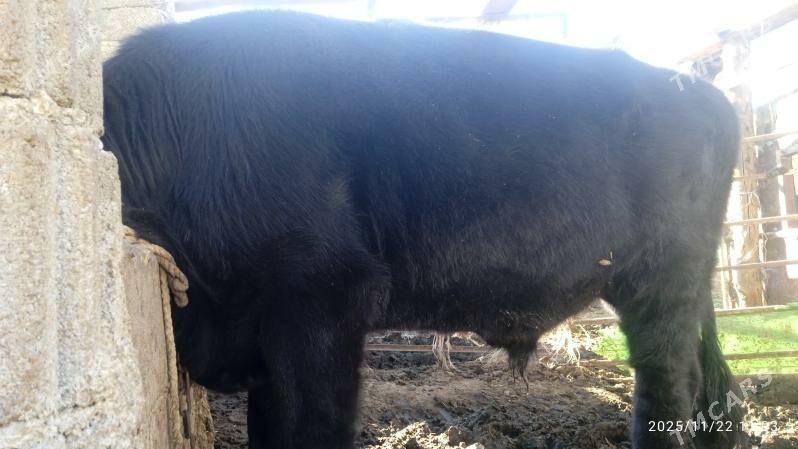 okuz - Bäherden - img 2