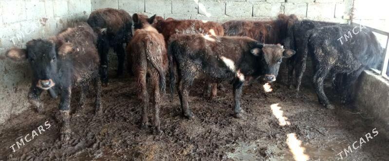 öküz 9sany - Gökdepe - img 1