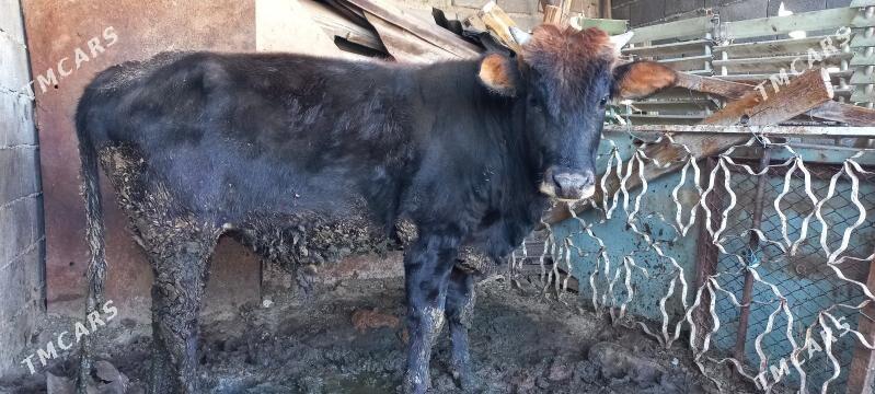 okuz - Ялкым - img 2