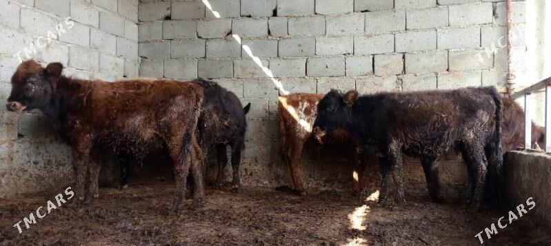 öküz 9sany - Gökdepe - img 4