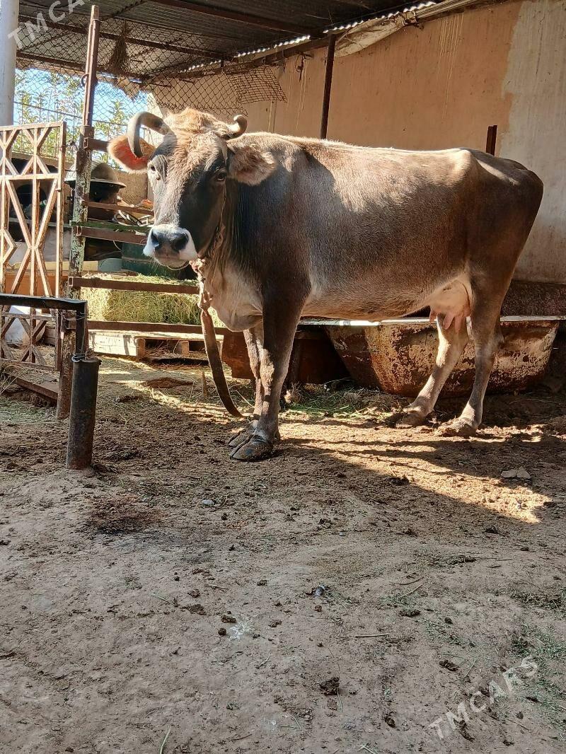 Goleli sygyr - Çoganly - img 1