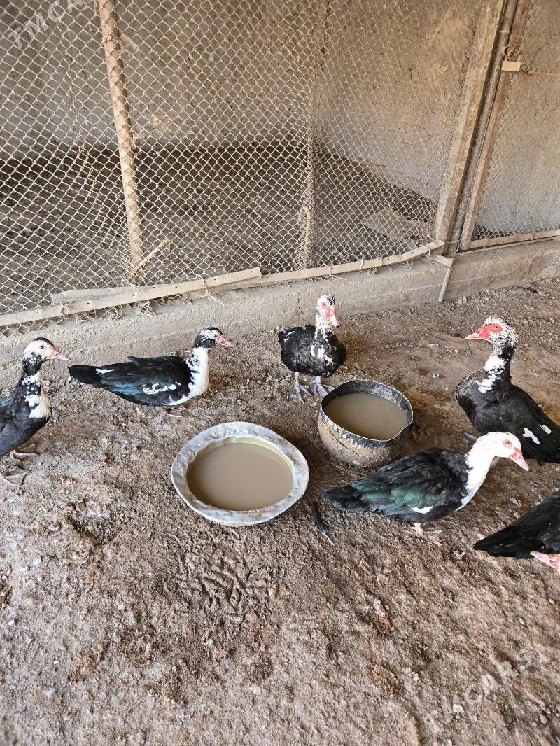 ordekler - Кака - img 2