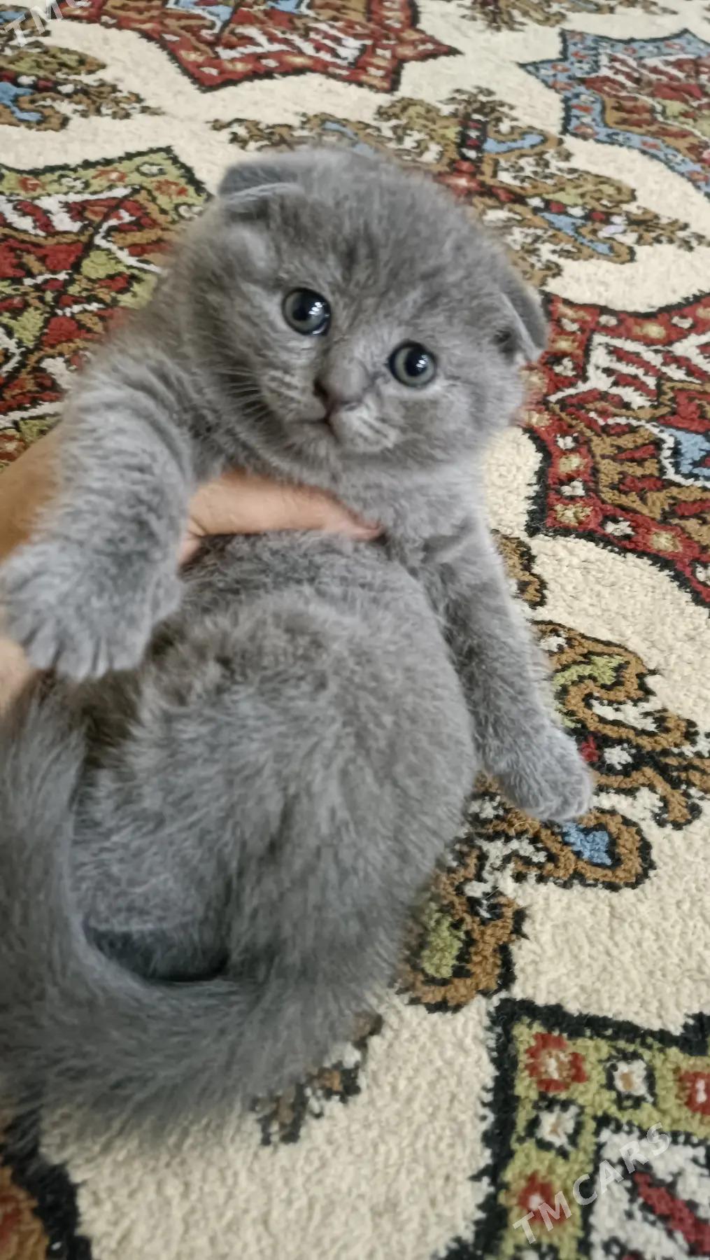 шотландские вислоухие - Aşgabat - img 1