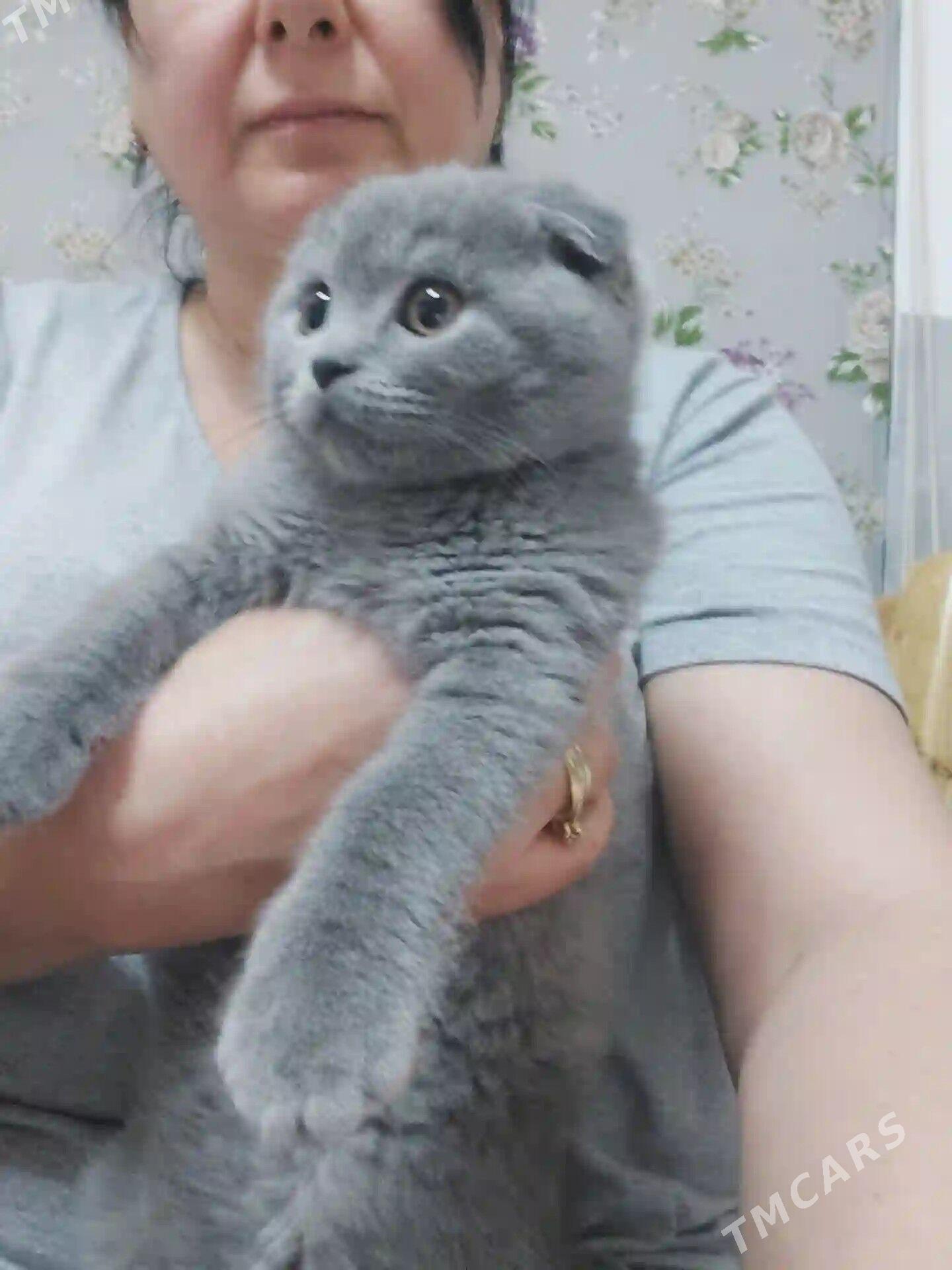 шотландские вислоухие - Aşgabat - img 2