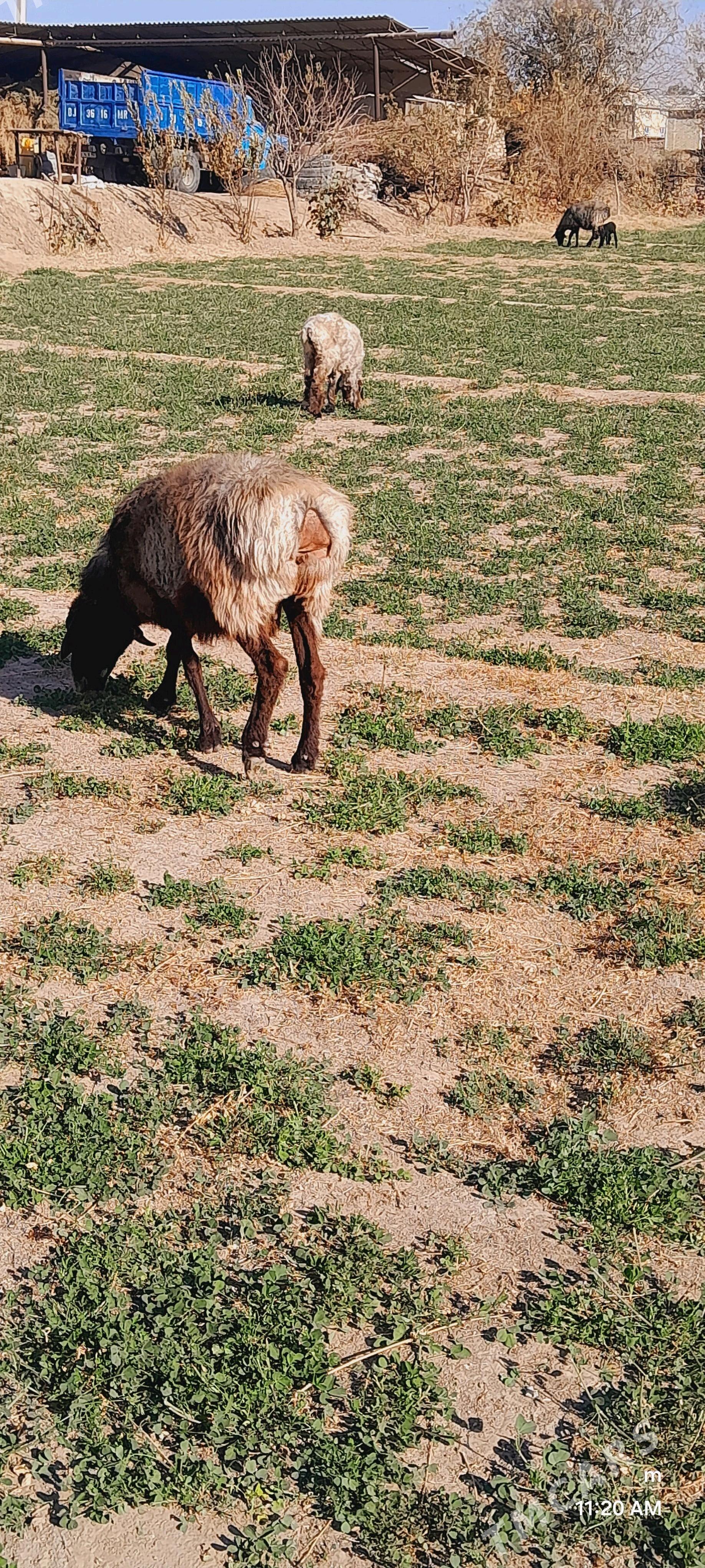 Gysyr goyun - Mary - img 1