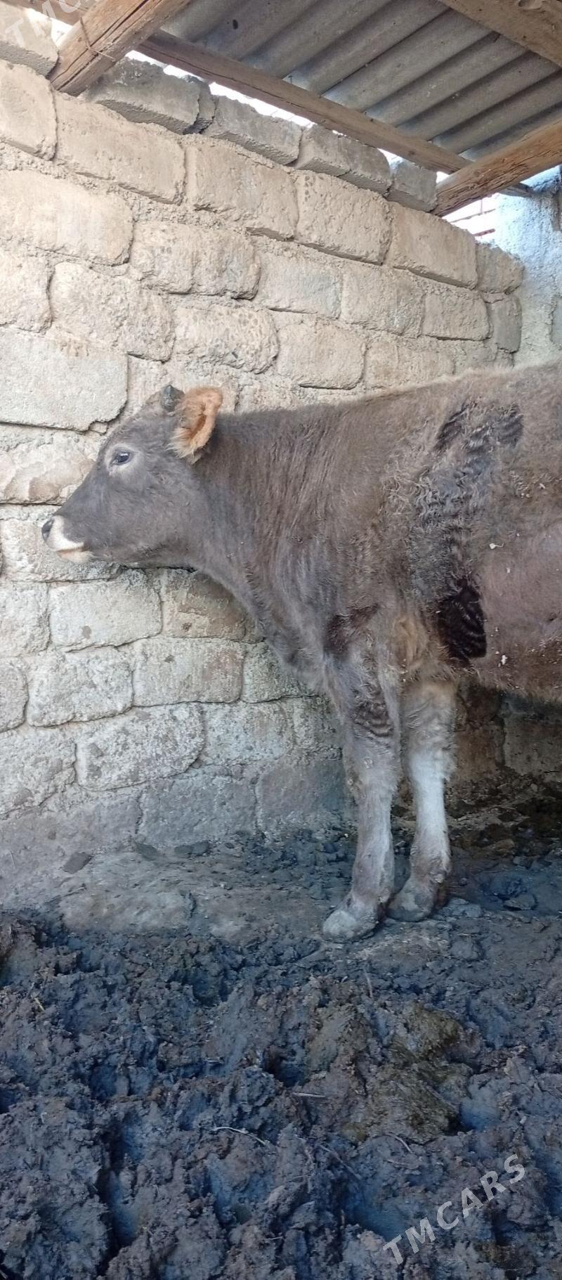 Okuz - Багир - img 3