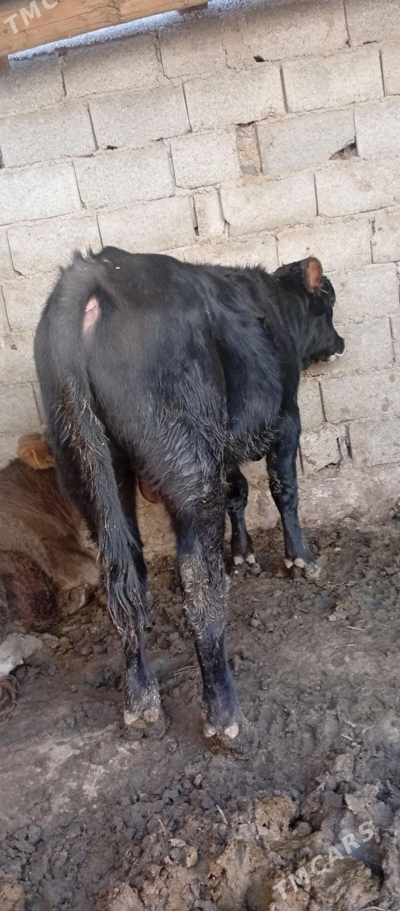 Okuz - Багир - img 4