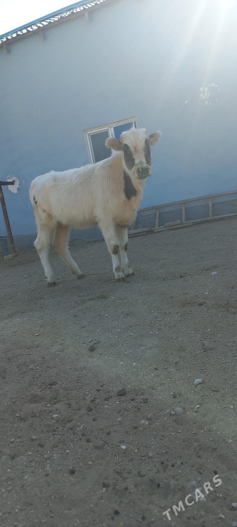 Sygyr - Gumdag - img 2