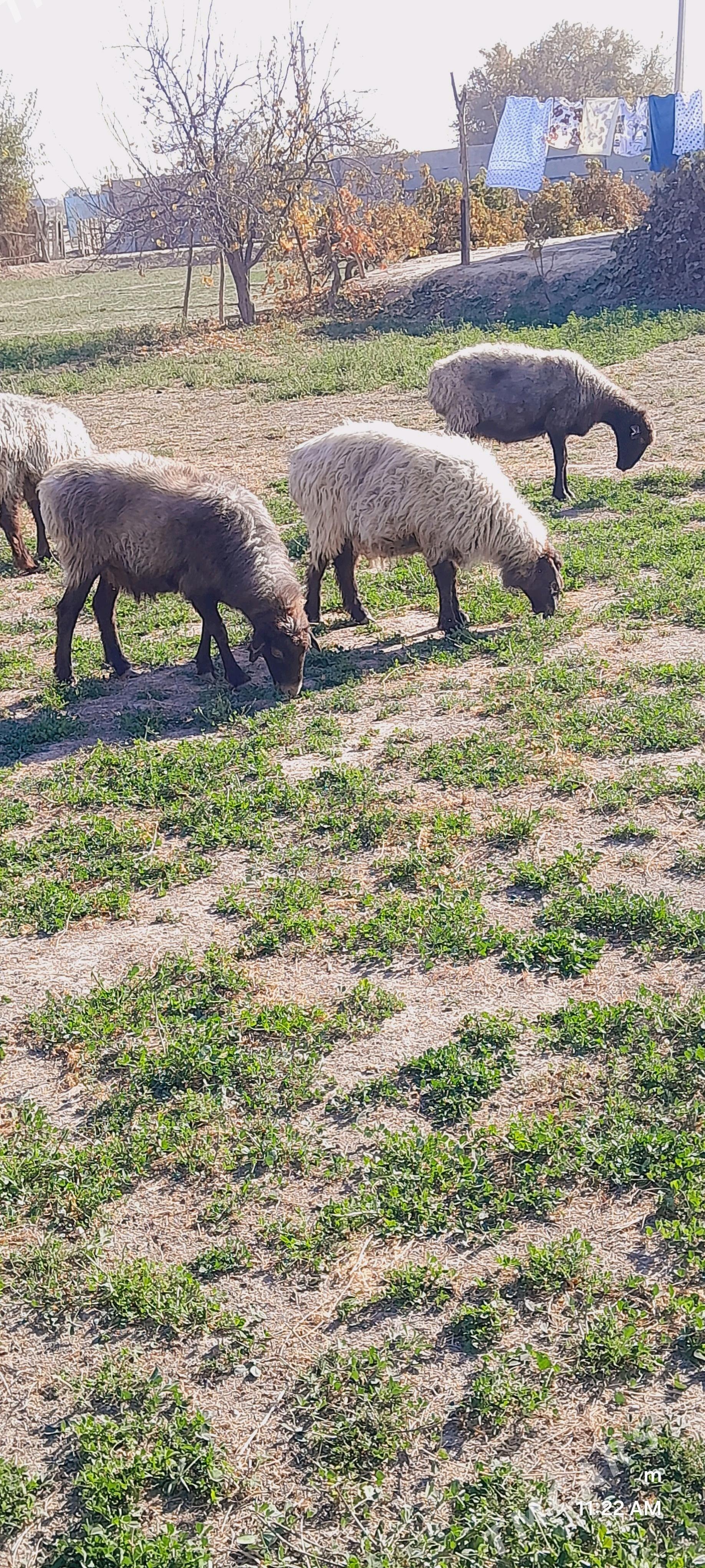 Gysyr goyun - Mary - img 2