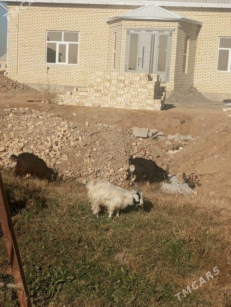 Çewiş - Mary - img 2