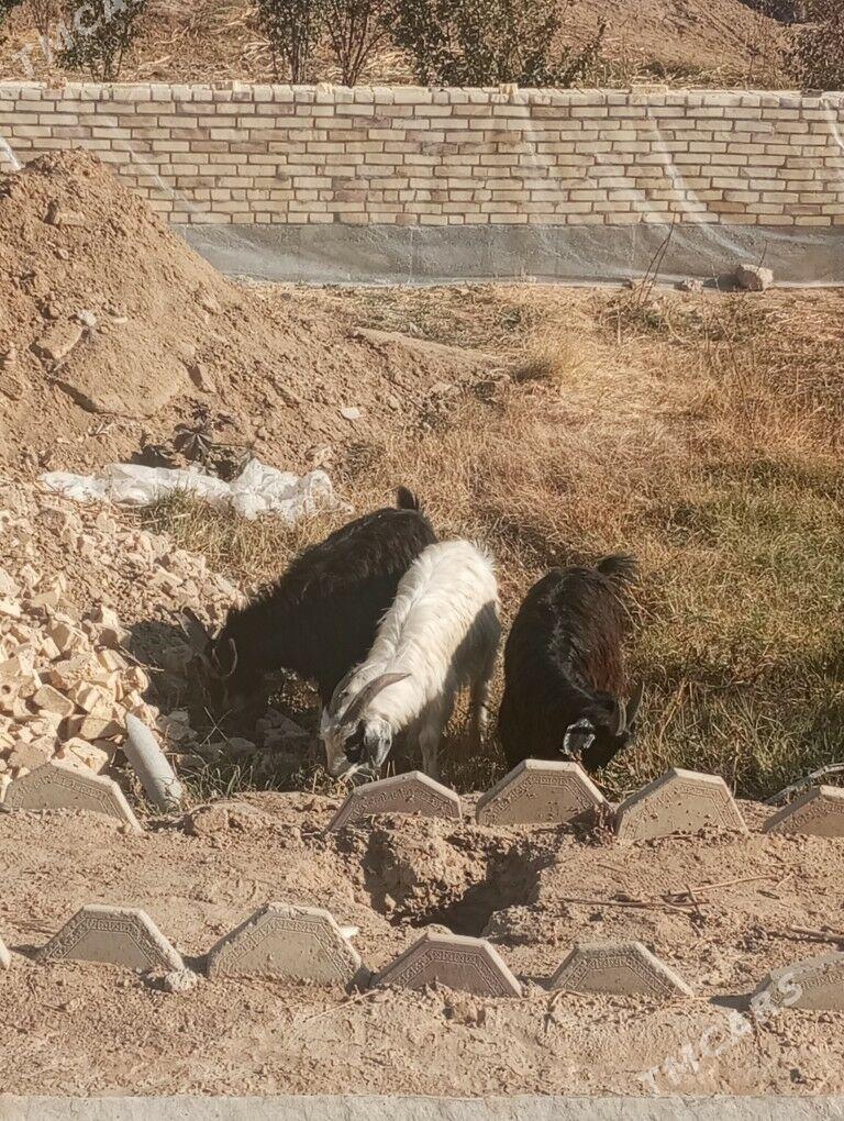 Çewiş - Mary - img 5