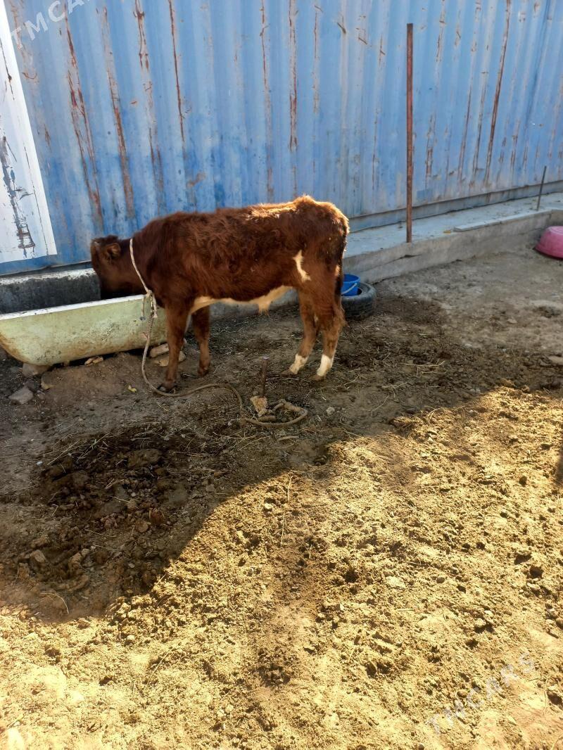 okuz gole - Aşgabat - img 2