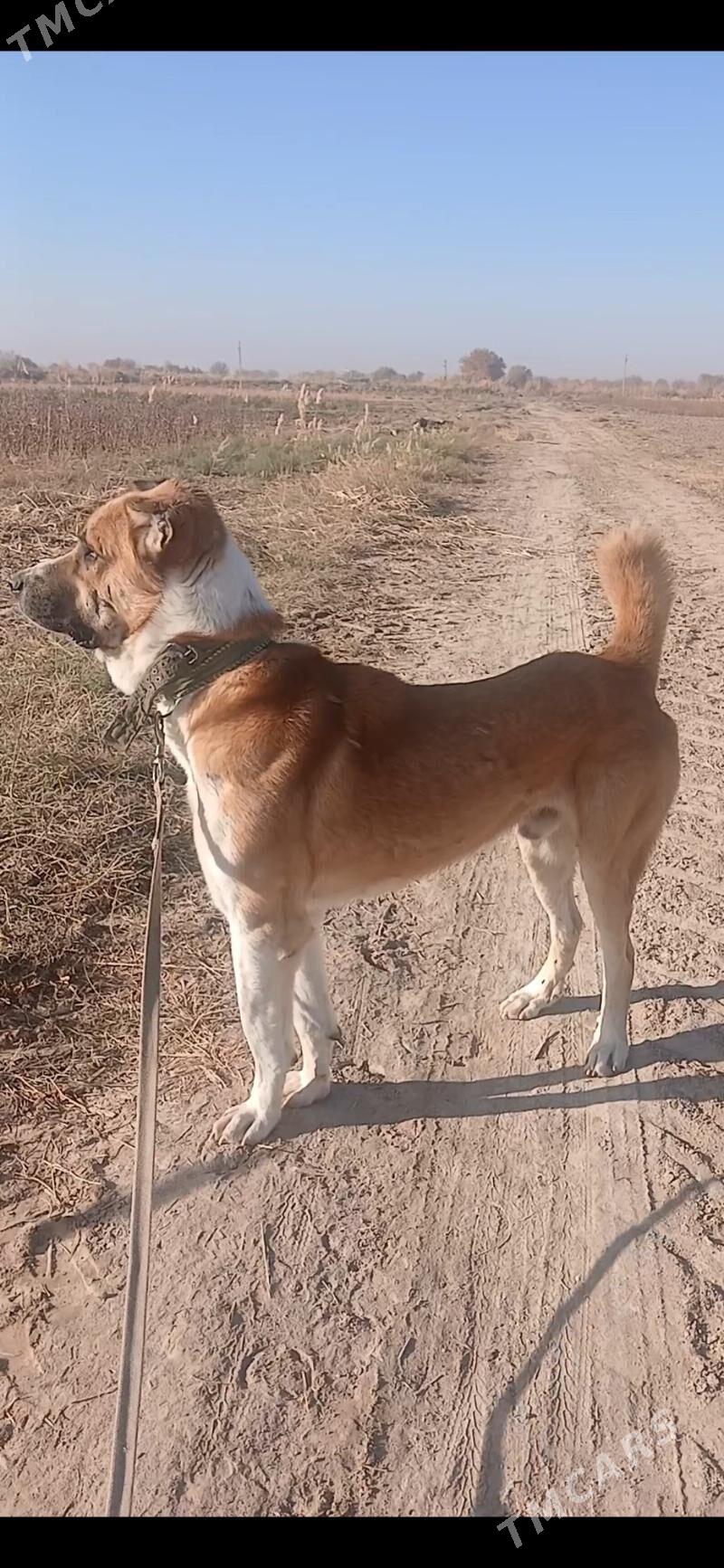 alabay - Мары - img 1