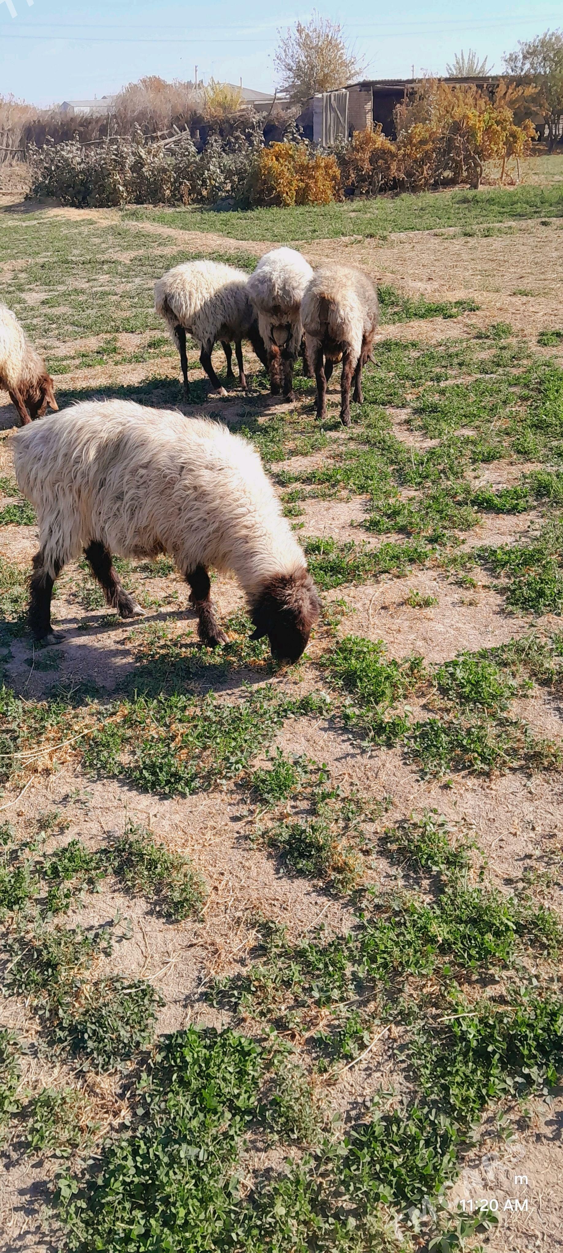 Gysyr goyun - Mary - img 3