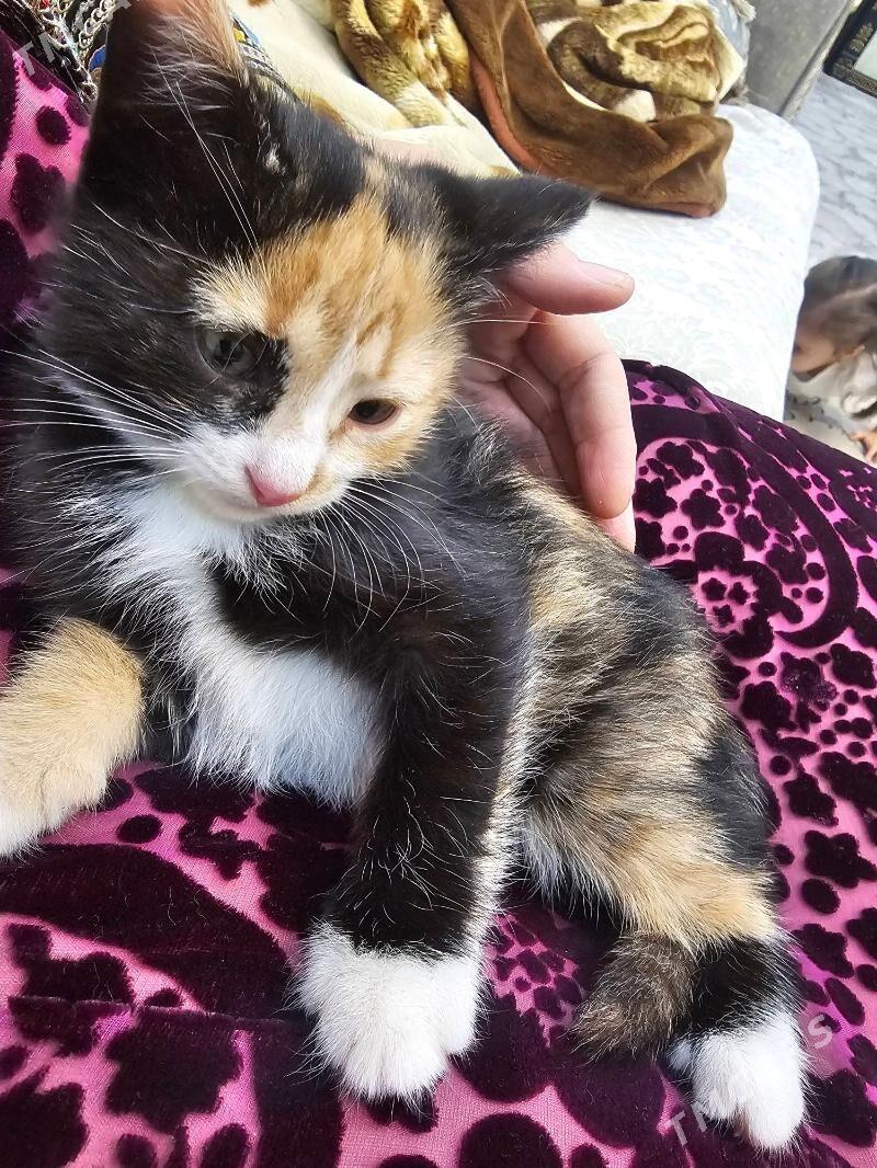 3 renkli - Aşgabat - img 2