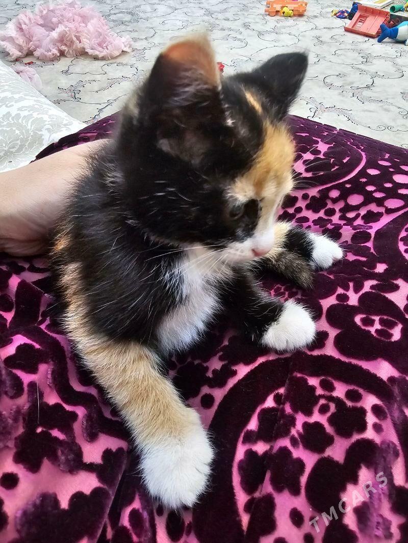 3 renkli - Aşgabat - img 5