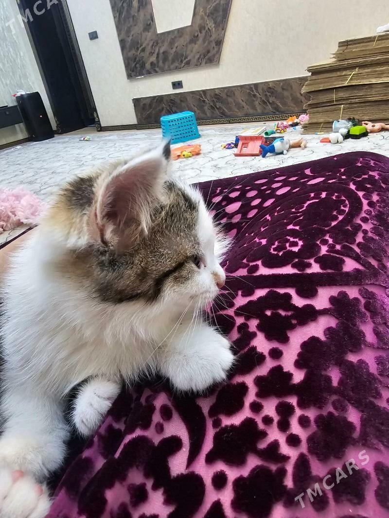 3 renkli - Aşgabat - img 4