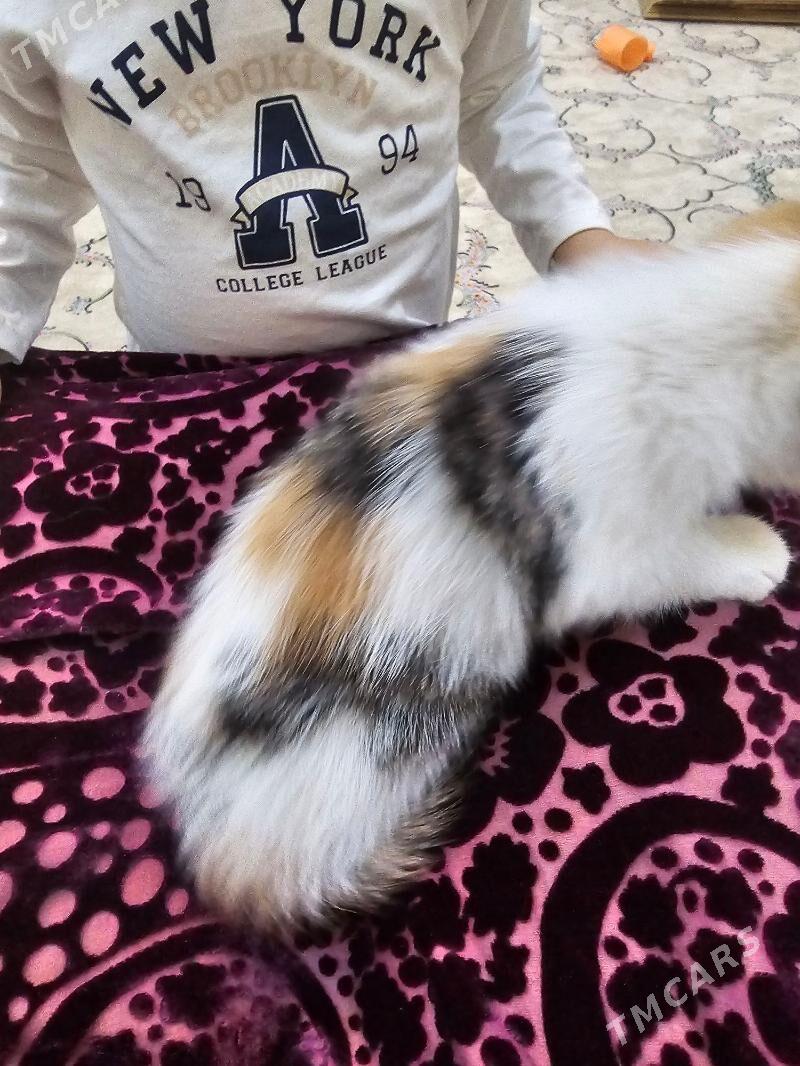 3 renkli - Aşgabat - img 3