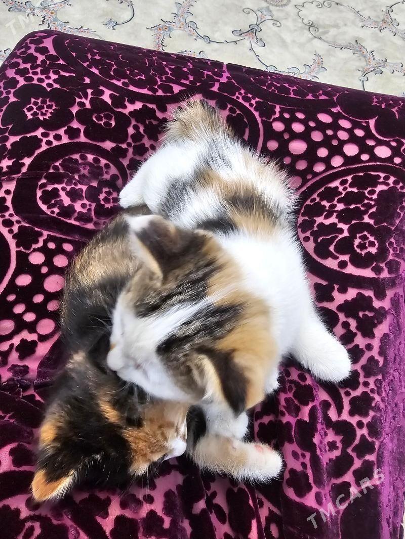 3 renkli - Aşgabat - img 6