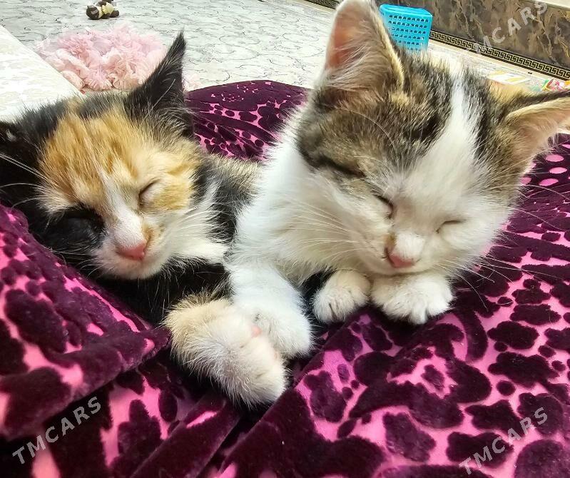 3 renkli - Aşgabat - img 1