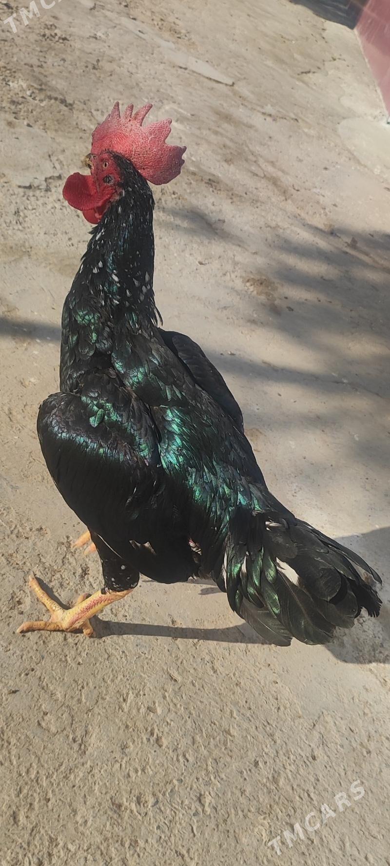 Товук Пери - Türkmenabat - img 1