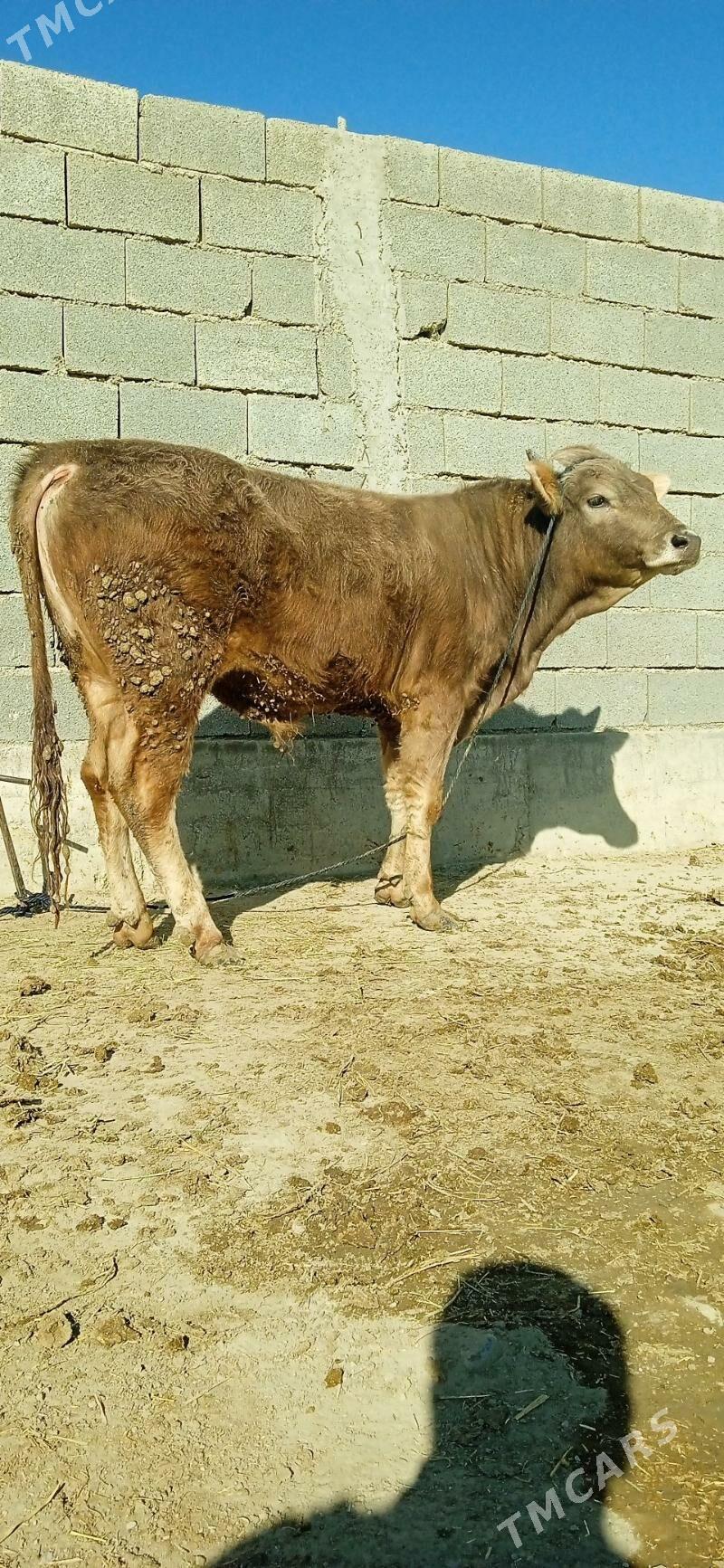 şiwes öküz - Bäherden - img 2