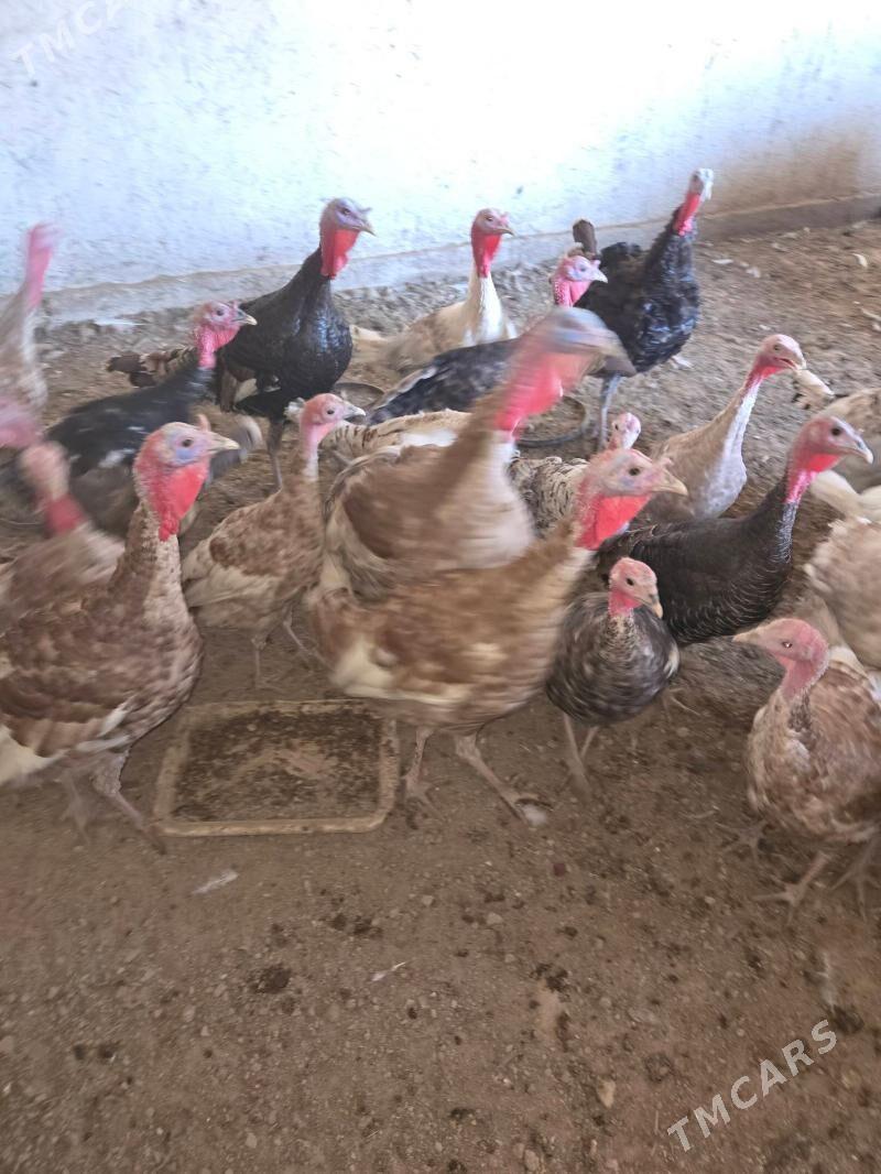 towuklar we induklar - Kaka - img 6