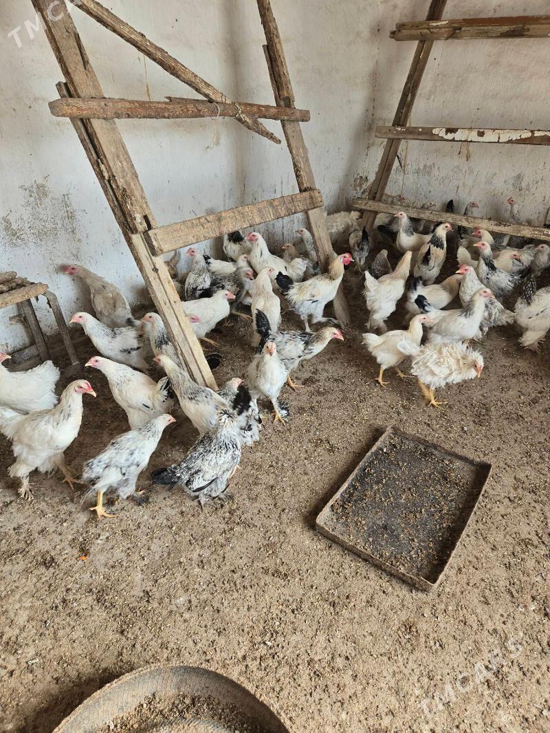 towuklar we induklar - Kaka - img 1