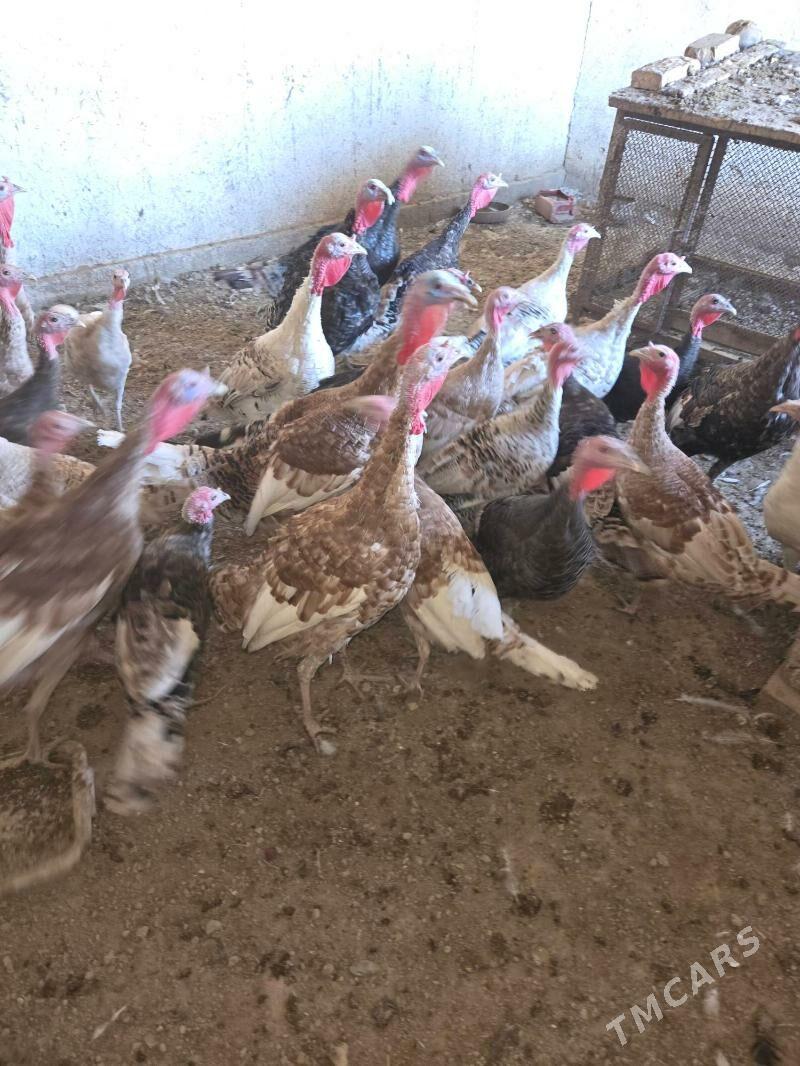 towuklar we induklar - Kaka - img 5