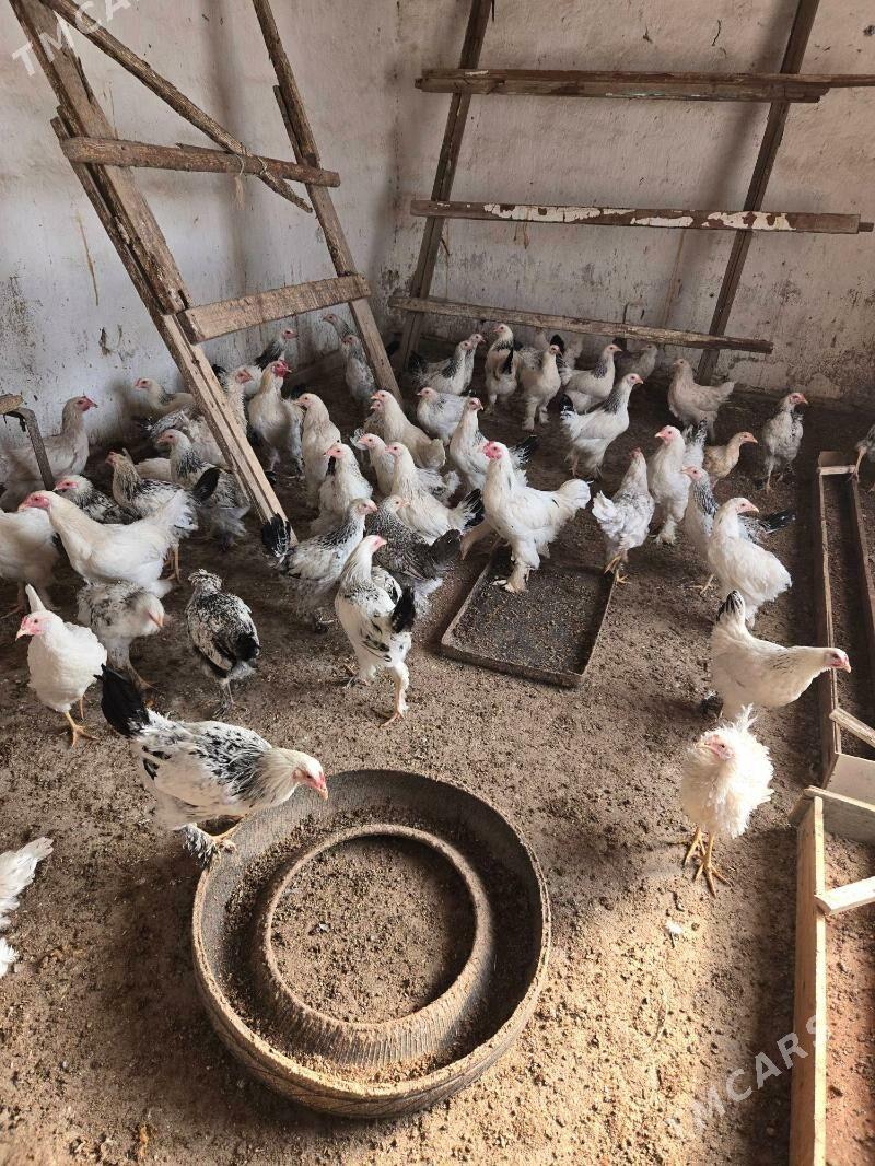 towuklar we induklar - Kaka - img 2