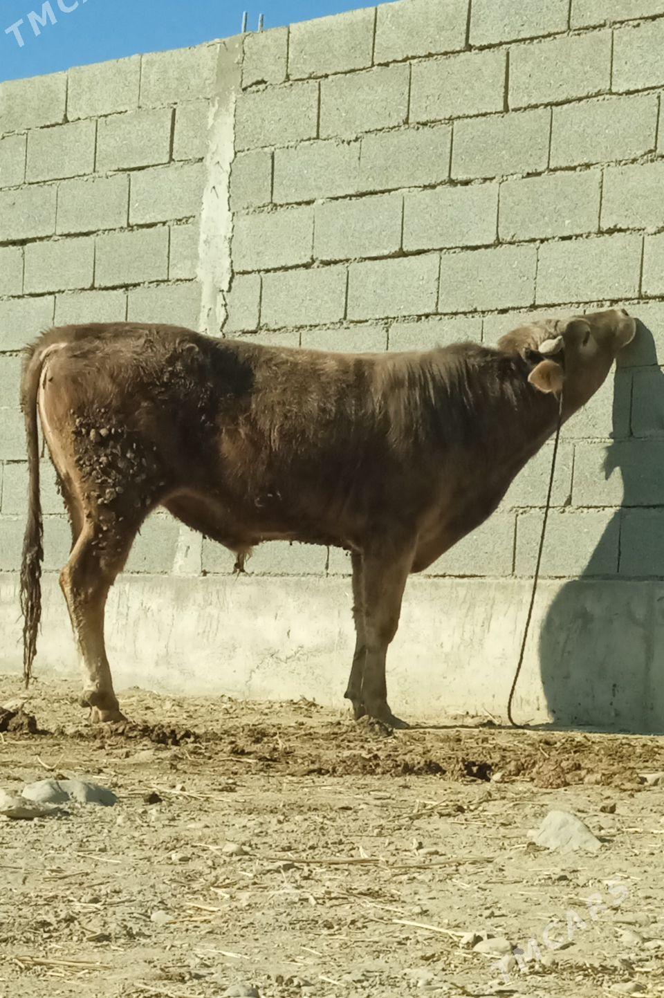 şiwes öküz - Bäherden - img 3