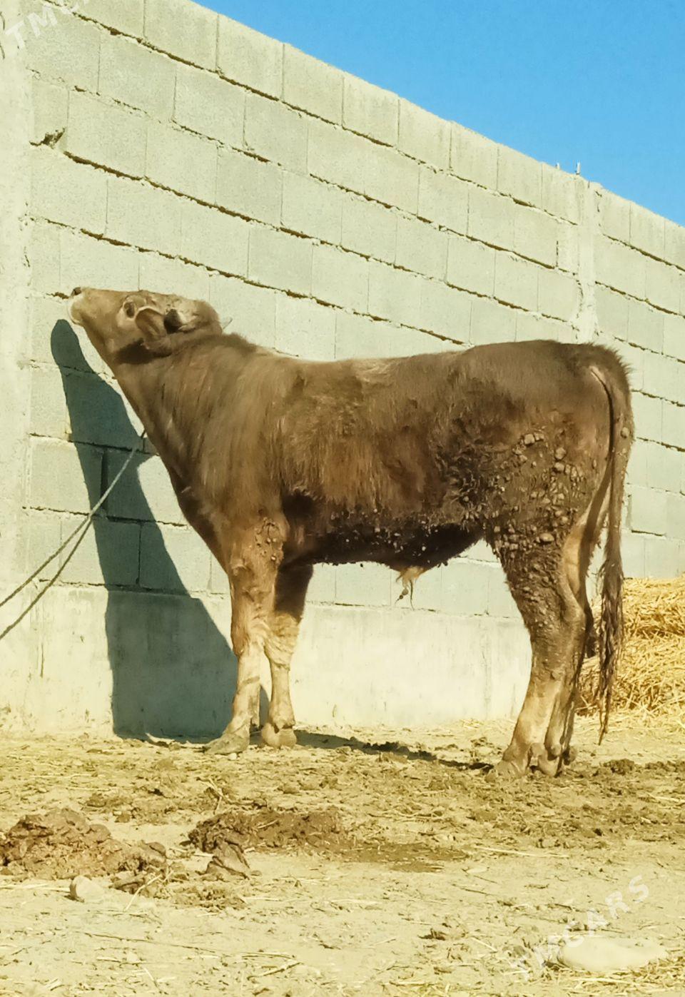 şiwes öküz - Bäherden - img 4