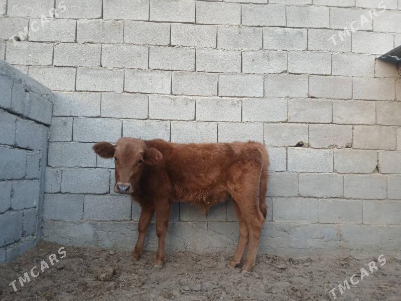 şwes öküz - Aşgabat - img 1