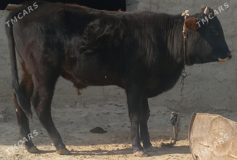 okuz - Änew - img 5