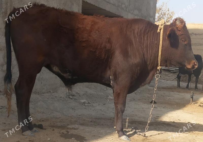 okuz - Änew - img 1