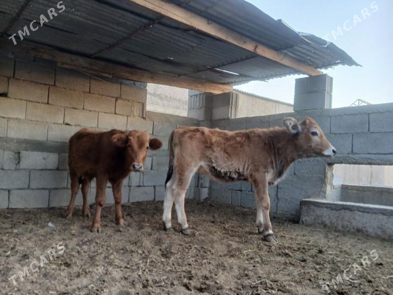 şwes öküz - Aşgabat - img 3